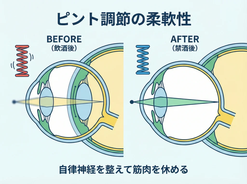 ピント調節と毛様体筋